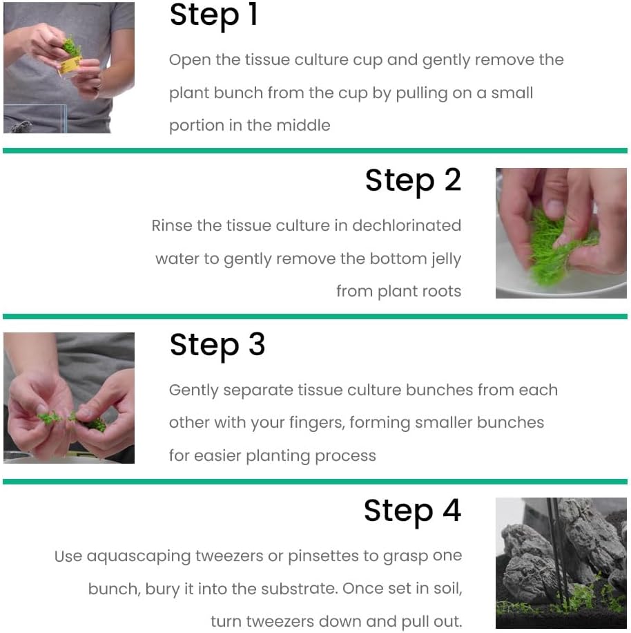 Ultum Nature Systems Echinodorus Reni Sword Tissue Culture Live Plant for Aquarium, Freshwater Fish Tank, Aquascaping - 100% Snail Free in Vitro