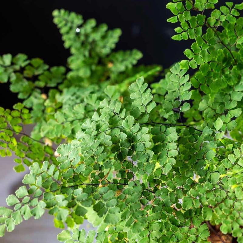 Live Maidenhair Fern Plant in 2.5 Inc Pot, Live Ground Cover Fern Plant for Growing