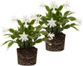 2 Christmas Cactus Plants Live, Holiday Blooming Indoor Plants Live Houseplants, Hanging Baskets Easy Care, Well-Rooted 5-8" Tall, No Pot, Bareroots, Single Stems (White Christmas Cactus)