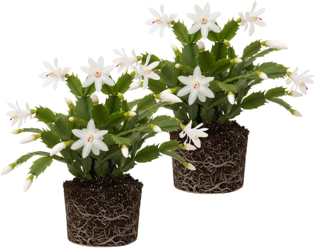2 Christmas Cactus Plants Live, Holiday Blooming Indoor Plants Live Houseplants, Hanging Baskets Easy Care, Well-Rooted 5-8" Tall, No Pot, Bareroots, Single Stems (White Christmas Cactus)