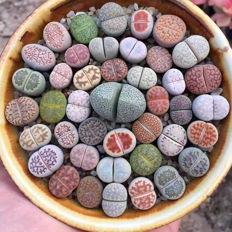 50 Mix Lithops Live Plants Succulent Living Stones 0.3 to 0.5 Inc Home Garden