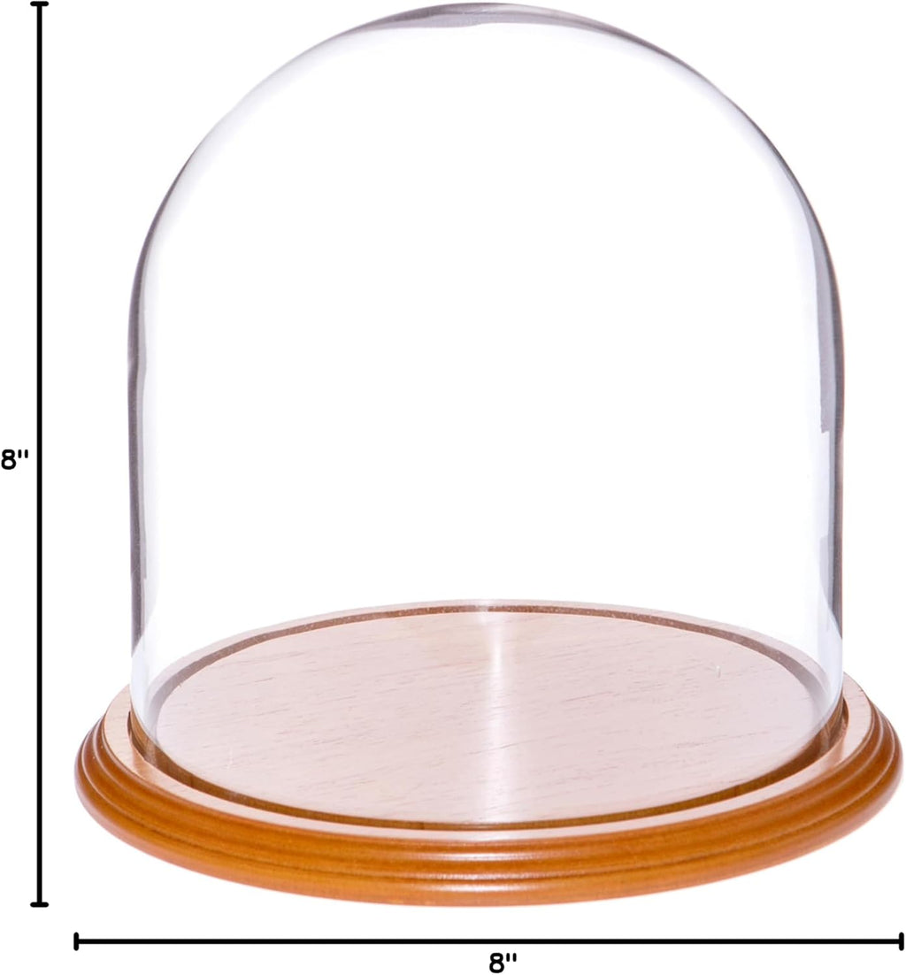 Plymor 8" x 8" Glass Display Dome Cloche (Oak Veneer Base)