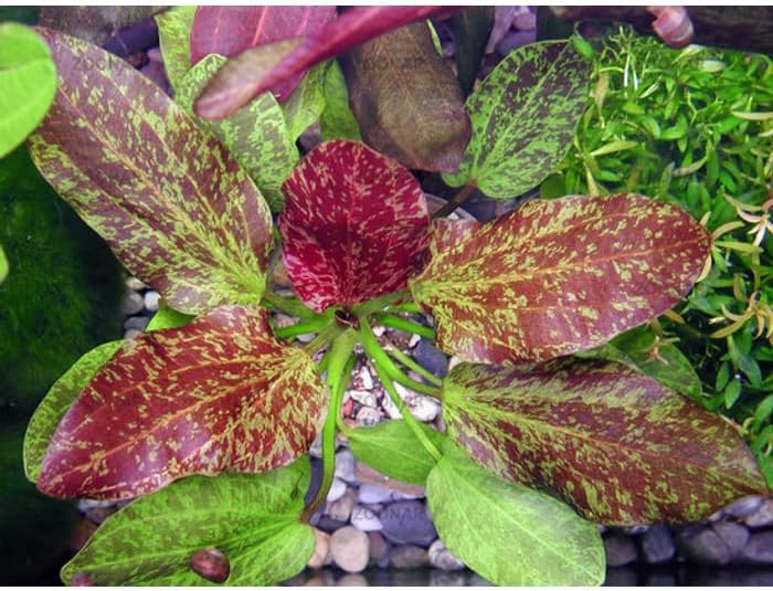 Live Aquarium Plants - Red Flame Sword, Alternanthera Reineckii & Red Tiger Lotus Bundle - Easy Freshwater Plants for Aquariums & Aquascaping