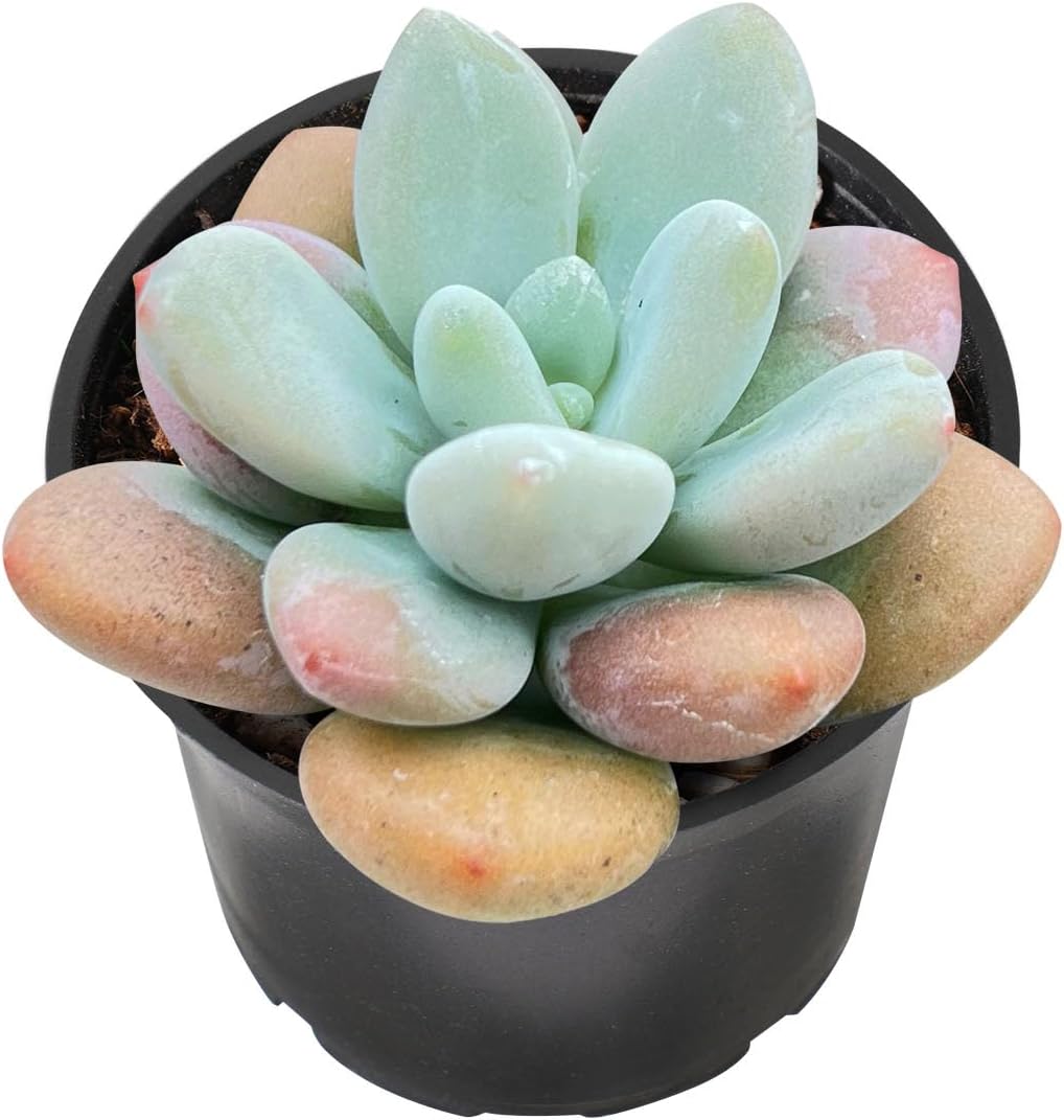 Sprout N Green Graptosedum Miul in 2 inch Starter Pot, Rare Live Succulent Plant Fully Rooted with Soil, Home Office Indoor Outdoor Wedding Decoration DIY Projects Party Favor