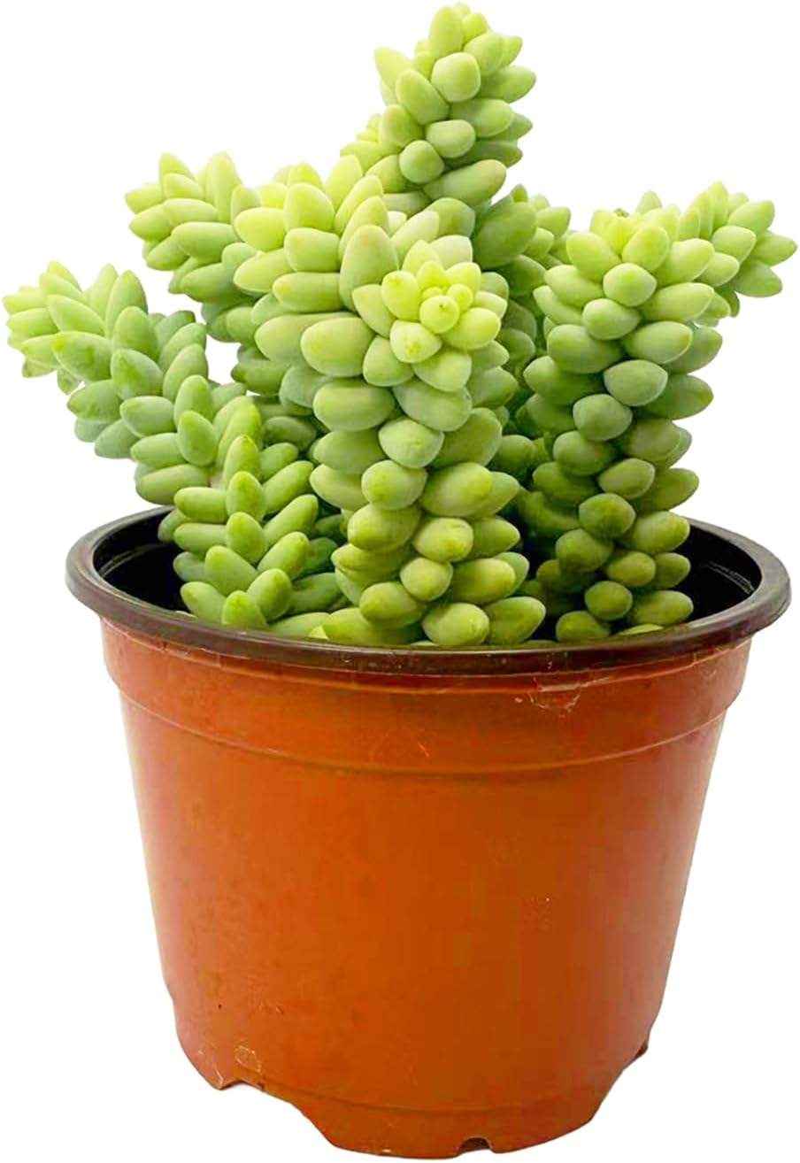 Sedum Burrito (Burro’s Tail) Live Succulent Plant - Trailing Green Bead Foliage, Easy Care Indoor Hanging Basket Succulent for Home & Office Decor (Rooted in 4" Nursery Pot)