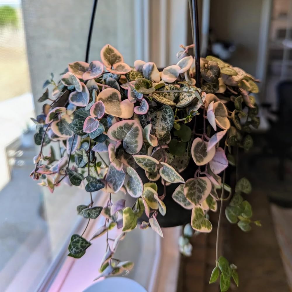 Variegated String of Hearts Plant Live, Succulent Trailing Vine from 4 to 7 inches in Height, 4 inch Pot for Indoor Planting