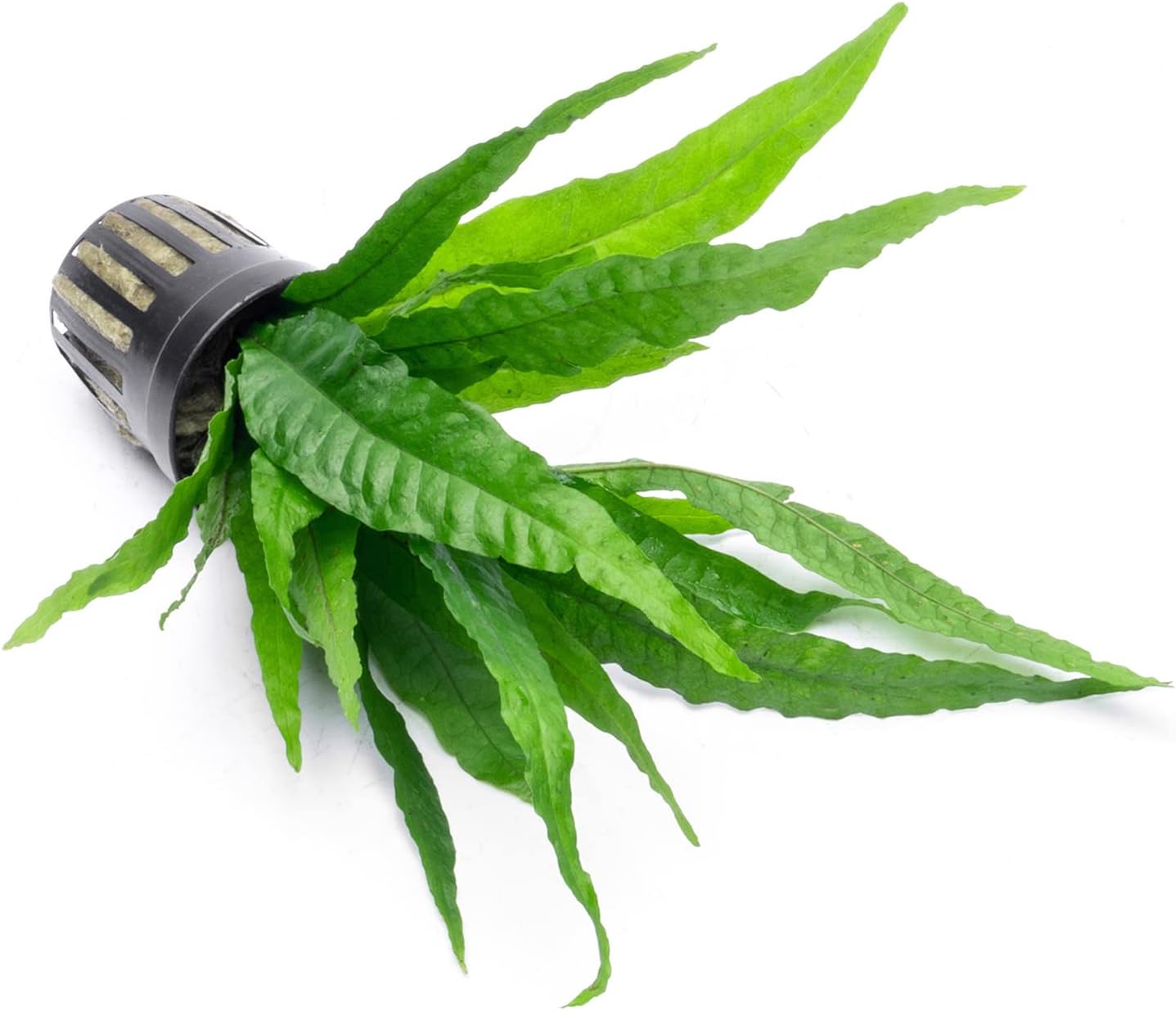 SubstrateSource Java Fern Live Aquarium Plants - Potted Freshwater Plant for Fish Tanks - Beginner Friendly, Low Light (Java Fern, 1 Pot)