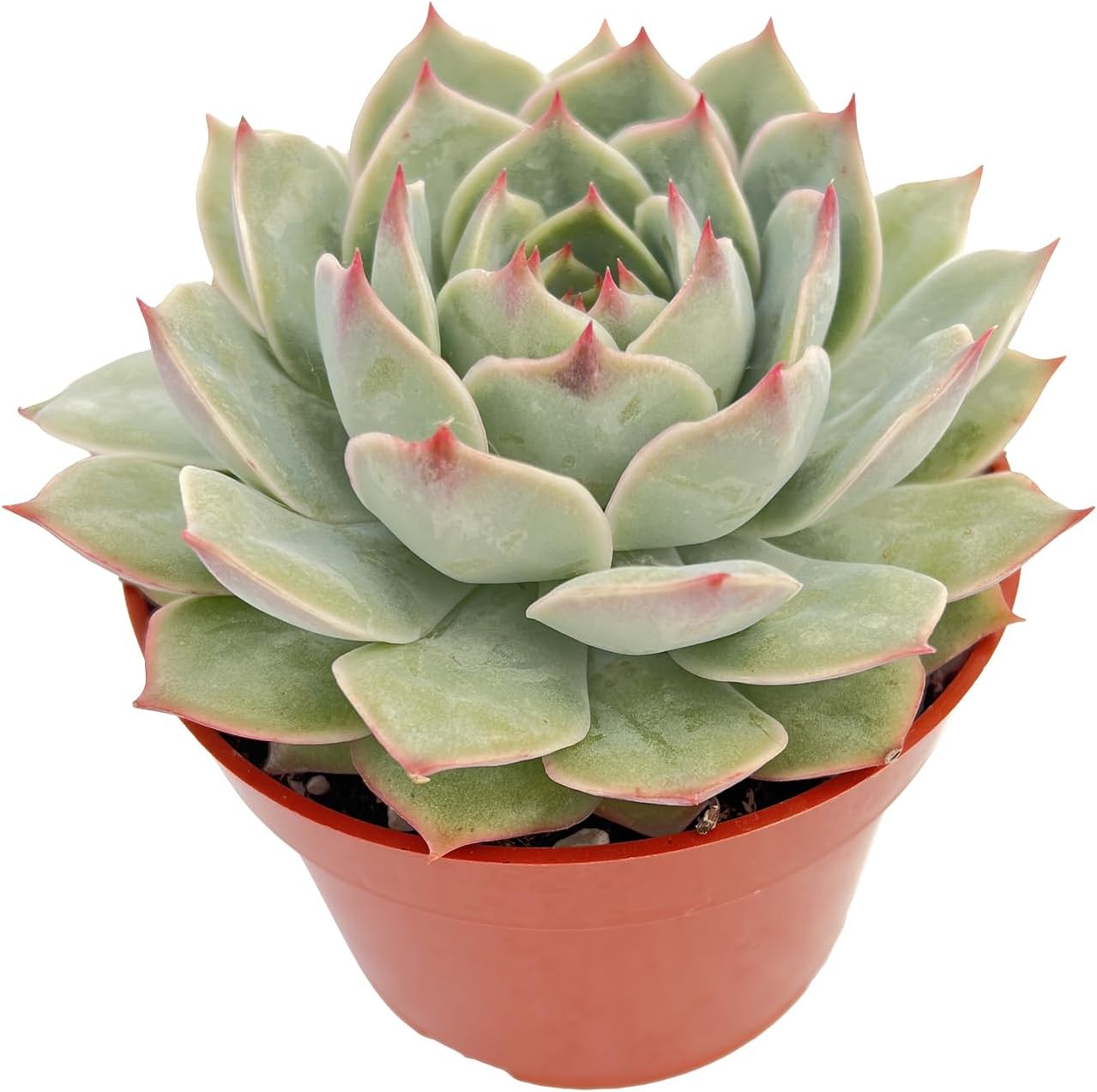 Live Succulent Plants Echeveria 'Pink Tips', Easy Care Potted Succulents in 4" Pots, Indoor Houseplant, Unique Gifts, Home Office Décor