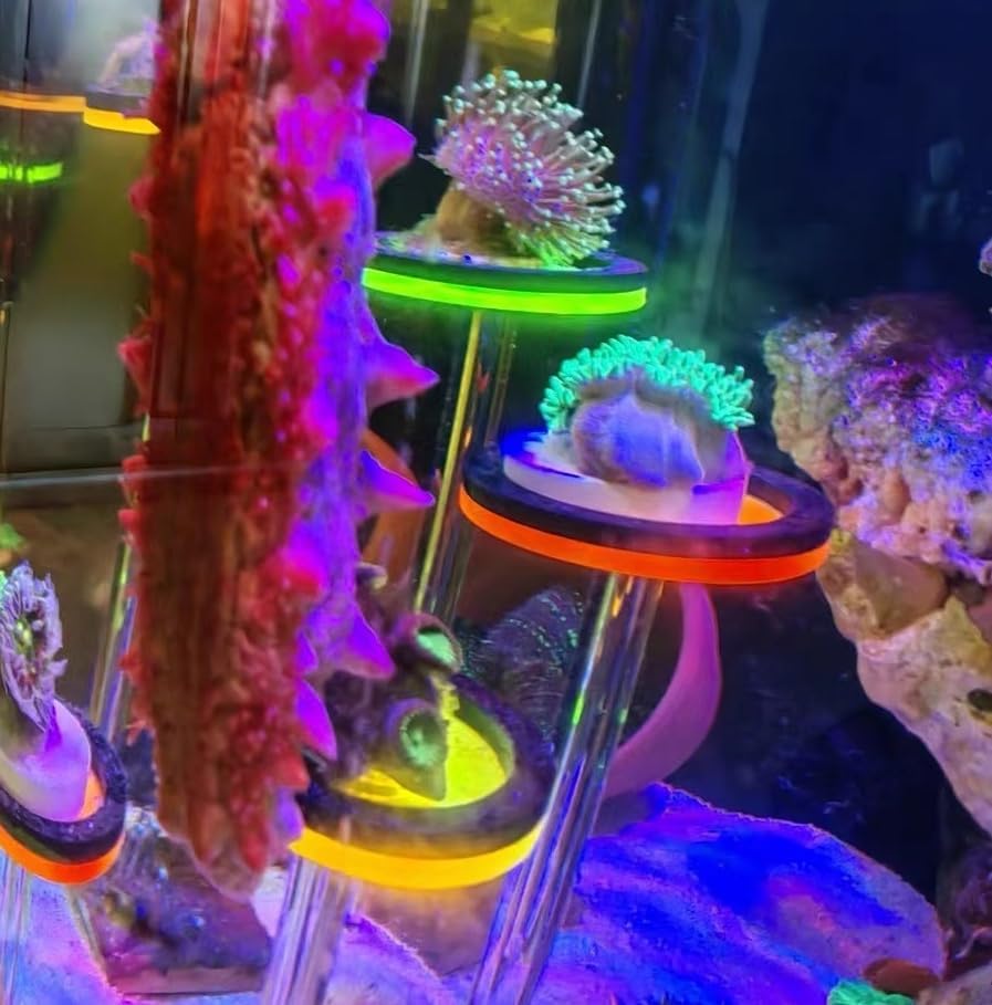 coral frag holer,Ring, set of six pillars with six round coral bases with legs, YGSHJ-XY6Z-1P
