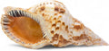 Tumbler Home Large Conch Sea Shells for Decorating or Fish Tank, Coastal & Nautical Decor, Air Plant Holder, Aquarium Ornaments, Big Sea Shell, Decorative Seashells, Beach Party Decor (Triton)