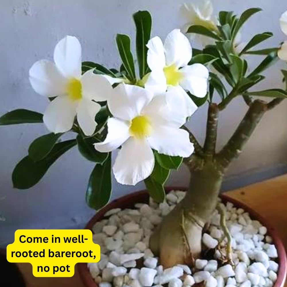 White Desert Rose Plant Live, 4-7" Tall, Adenium Obesum Well-Rooted Succulent for Indoor Outdoor Displays