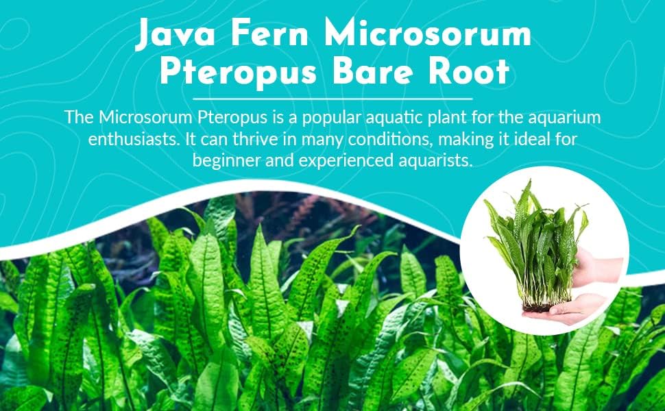 Live Java Fern Microsorum Pteropus Bare Root Windelov Plant - Great for Modern Aquariums - Provides Shelter to Baby Fish - Long Lasting & Easy to Care Aquatic Plants - Small