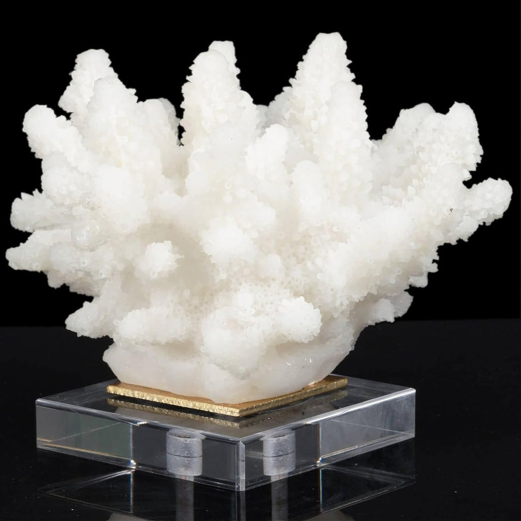 Faux Coral Decor - Resin Coral Home Decor with Acrylic Base - White