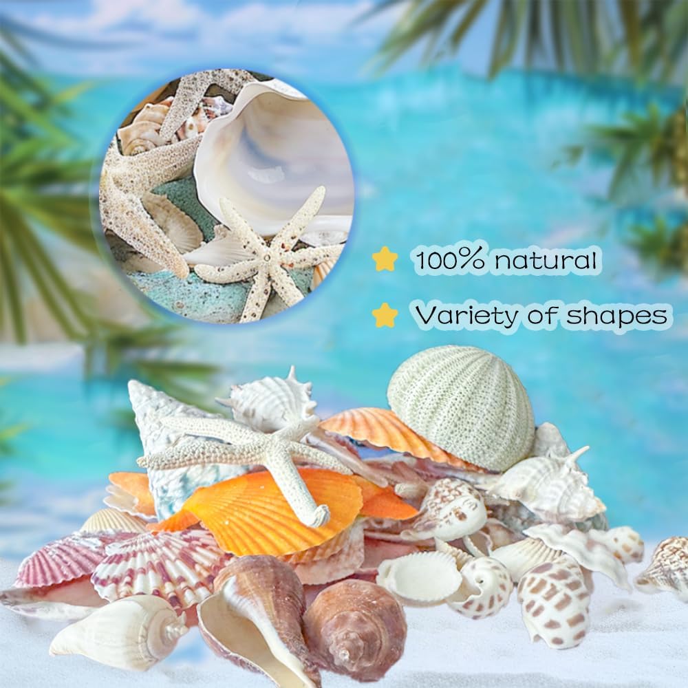 Natural Sea Shells Mixed -15 Kinds of Natural Seashells,Each 2 Kinds Starfish & Urchins for Aquarium Fish Tank,DIY Arts Crafts Project,Beach Theme Home Wedding Party Decor,Vase Fillers,1~3.5"
