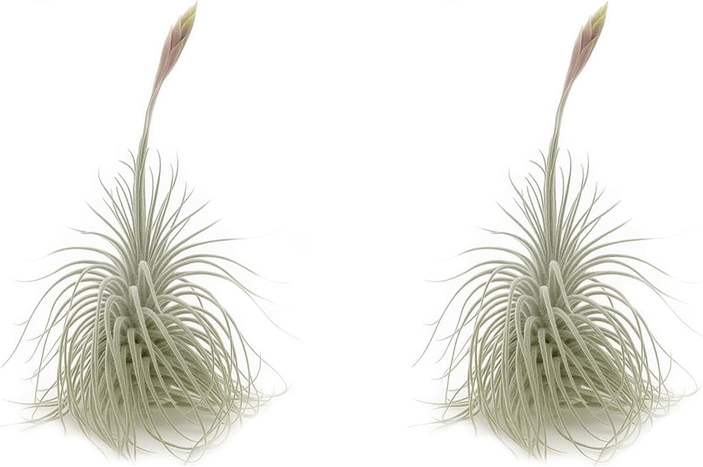ragnaroc Live air Plant - Tillandsia Tectorum Air Plant 4-6" – 2ct – Unique Shape with Silvery Fuzz – Low Maintenance Houseplant – Perfect for Decor, Terrariums, Gifts - Live Arrival Guaranteed