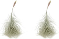 ragnaroc Live air Plant - Tillandsia Tectorum Air Plant 4-6" – 2ct – Unique Shape with Silvery Fuzz – Low Maintenance Houseplant – Perfect for Decor, Terrariums, Gifts - Live Arrival Guaranteed
