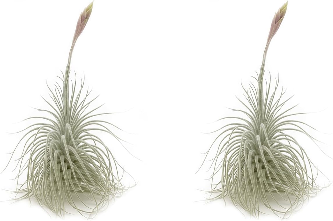 ragnaroc Live air Plant - Tillandsia Tectorum Air Plant 4-6" – 2ct – Unique Shape with Silvery Fuzz – Low Maintenance Houseplant – Perfect for Decor, Terrariums, Gifts - Live Arrival Guaranteed