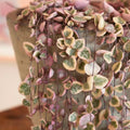Live String of Hearts Plant 2.5 in Pot, Pink String of Hearts Plant Live, Variegated String of Heart Plant