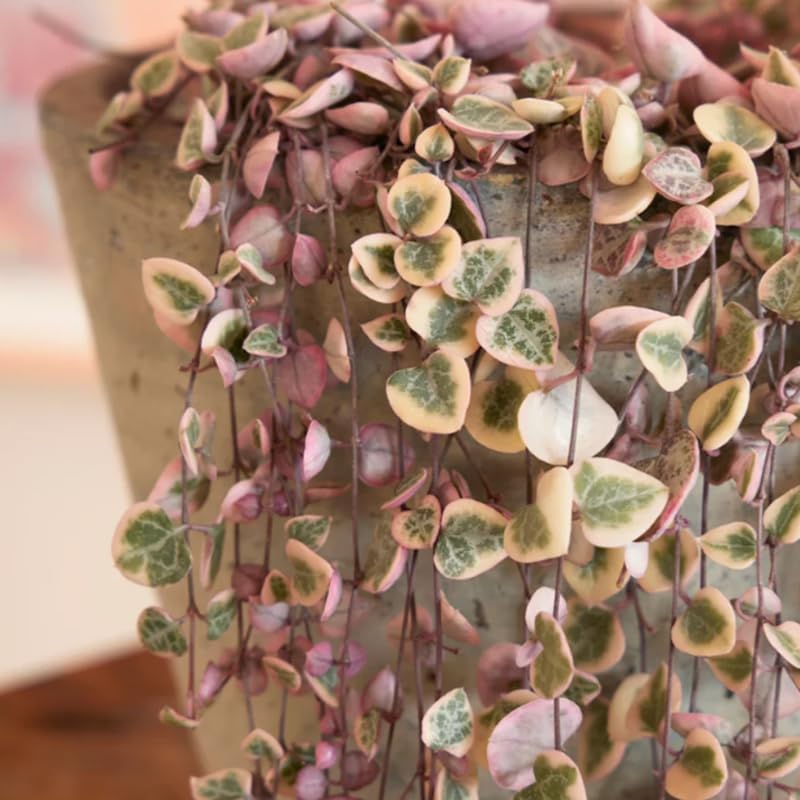 Live String of Hearts Plant 2.5 in Pot, Pink String of Hearts Plant Live, Variegated String of Heart Plant