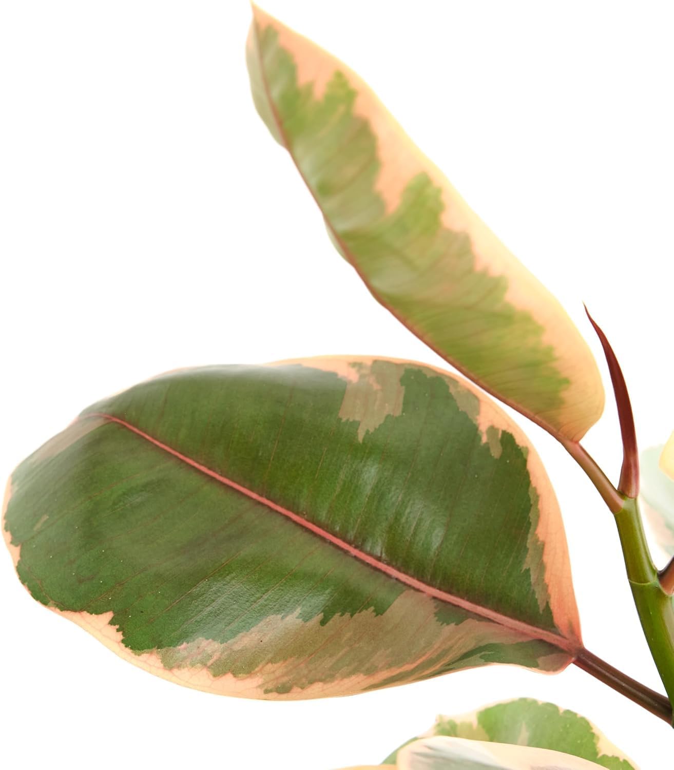 Shop Succulents Ficus Tineke, Live Indoor Plant, Low Maintenance Rubber Tree with Vibrant Pink and Green Leaves, Ideal for Home Decor, Office, and Room Enhancement, 6 Inch Nursery Pot