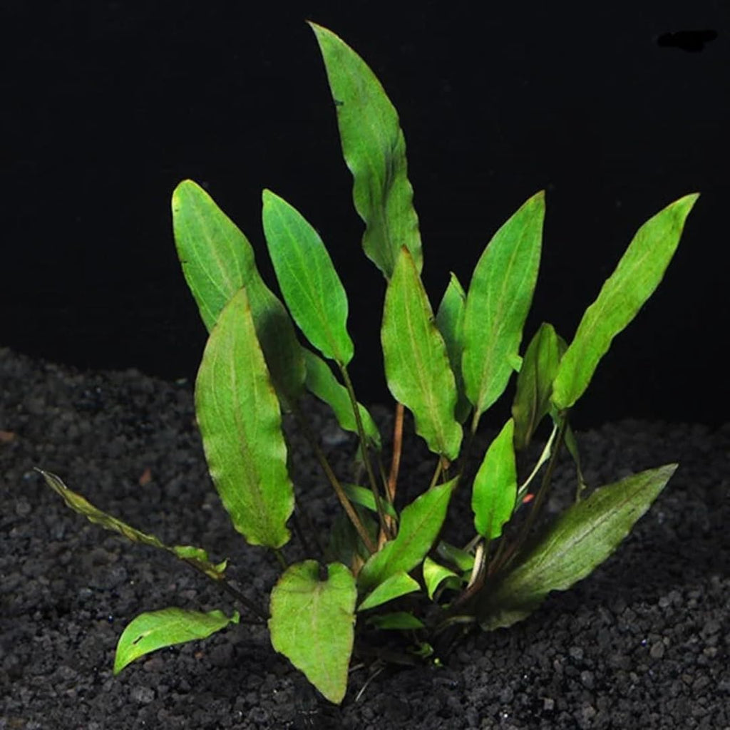 Green Cryptocoryne Wendtii Live Freshwater Aquarium Plants, Live Aquarium Pond Aquatic Plant