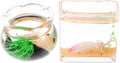1:12 Scale Mini Glass Fish Tank - Miniature Round & Square Bowl for Dollhouse Accessories Home Decor Garden Scene Desktop Ornament, Kids Adult Collectors