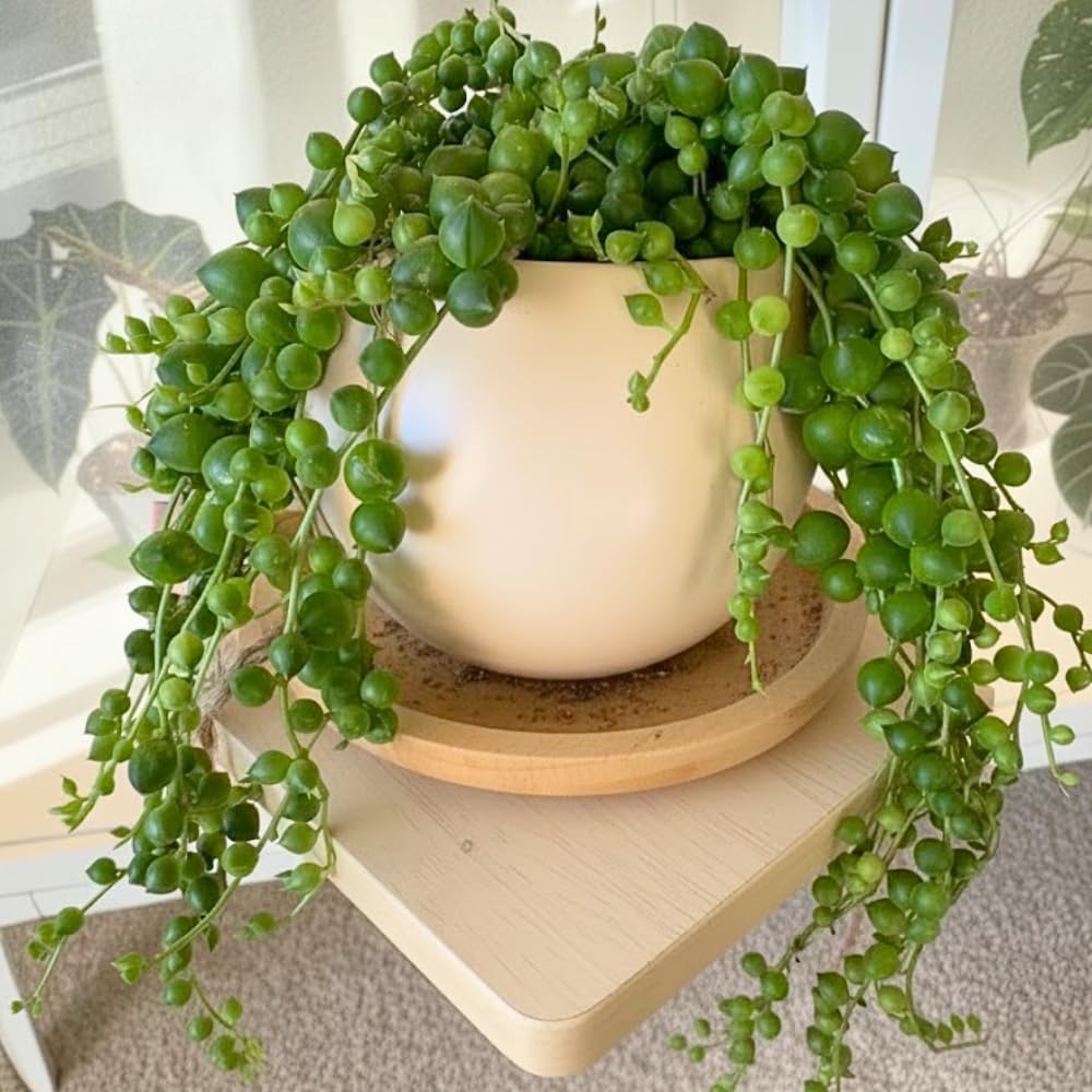 String of Pearls Live Plant, String of Pearls Succulents Live Plant, Trailing Succulent House Plant, 4-7 inches Tall in 4" Pot for Planting