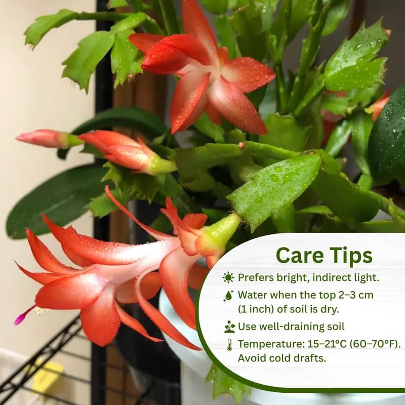 Set 2 Christmas Cactus Plants Live, Hanging Baskets Houseplants, Holiday Cactus Indoor Plants Live Well-Rooted 4-9" Tall, No Pot (Orange)