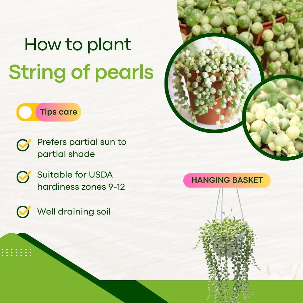 Succulents Variegated String of Pearls Plant Live, Rare Succulent Variegated Plant Rooted in 4 Inch Pot, Hanging Basket House Plant, Zones 9-12