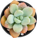 Sprout N Green Graptosedum Miul in 2 inch Starter Pot, Rare Live Succulent Plant Fully Rooted with Soil, Home Office Indoor Outdoor Wedding Decoration DIY Projects Party Favor