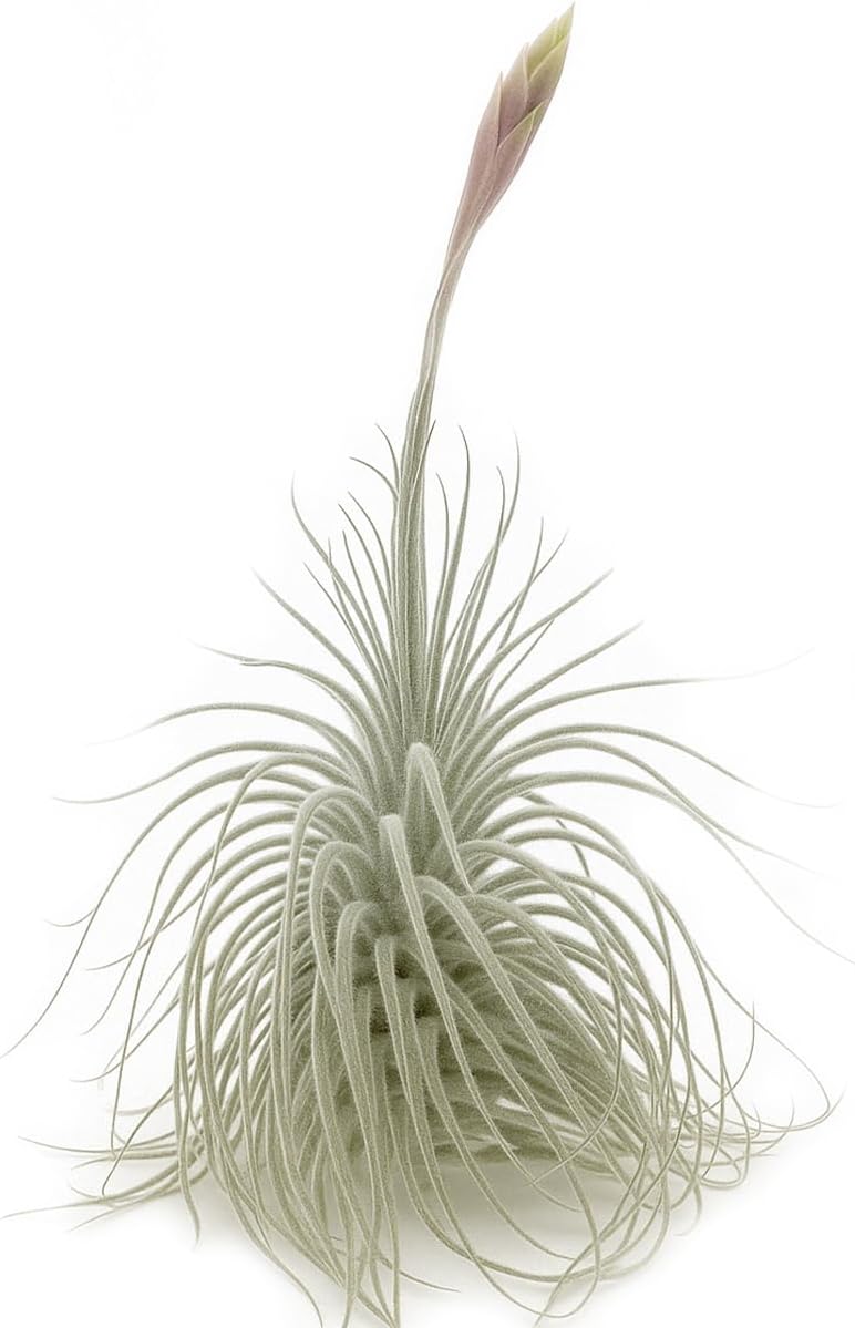 ragnaroc Live air Plant - Tillandsia Tectorum Air Plant 4-6" – 5ct – Unique Shape with Silvery Fuzz – Low Maintenance Houseplant – Perfect for Decor, Terrariums, Gifts - Live Arrival Guaranteed