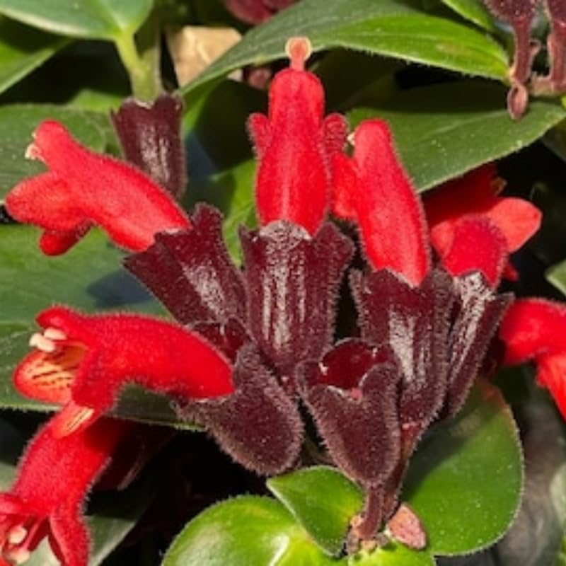 Lipstick Plants Live Houseplants Indoor |4 Inch Tall Indoor Flowering Twister Lipstick Plant Aeschywanthus for Hanging Baskets or Home Décor