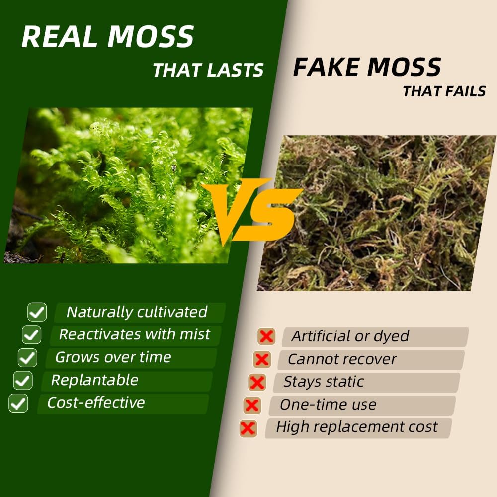 Fresh Real Live Moss Variety Pack for Orchids & Mini Landscapes DIY Terrariums, Bonsai, Reptile Habitats & Potted Plants | Revives Quickly with Mist, Soft Green Texture (Whole 8"x8" Leucobryum Moss)