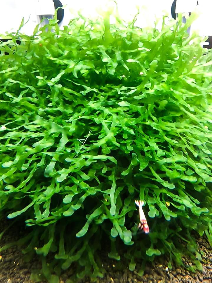 Enchanting Aquatic Moss Collection: Create a Lush Underwater Landscape with Easy-Care Varieties - Perfect for Aquarium Décor and Aquascaping (3 Subwassertang Moss - Golfball Size)