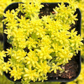 Yellow Sedum Plant, Stonecrop Rare Succulent, Sedum Succulents Plants Live in 4" Pot