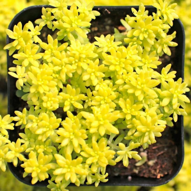 Yellow Sedum Plant, Stonecrop Rare Succulent, Sedum Succulents Plants Live in 4" Pot