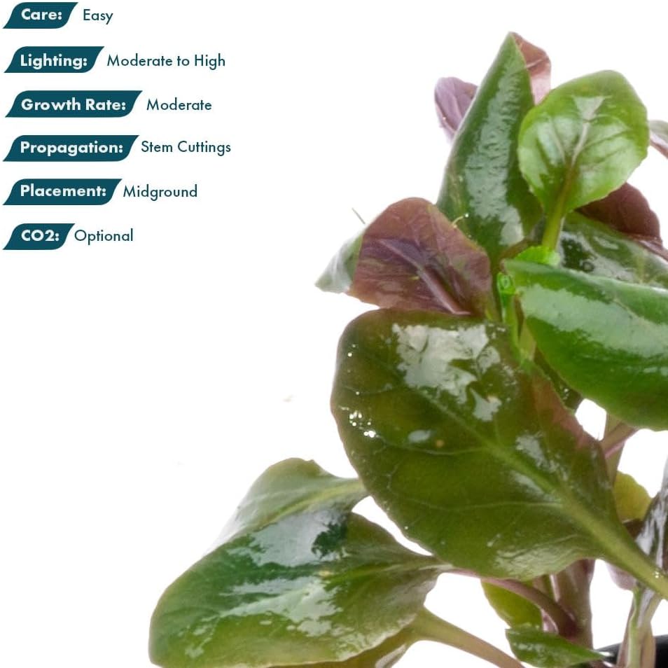 SubstrateSource Live Plants - Lobelia Cardinalis (Lobelia cardinalis) - Moderate to High Light, Bright Green Accent Freshwater Aquatic Stem Plant, Midground Placement for Aquascaping - Pot, 3 Pack