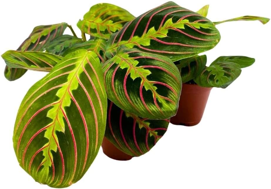 BubbleBlooms Maranta leuconeura Tricolor, 2 inch Set of 3, Prayer Plant Tiny Mini Pixie