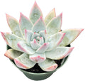 Live Succulents Echeveria Colorata VAR. Brandtii (4-inch), Succulent Plants Fully Rooted in Pots with Soil, Easy-Care House Plant for DIY, Home Office Decor, Wedding Party Favor