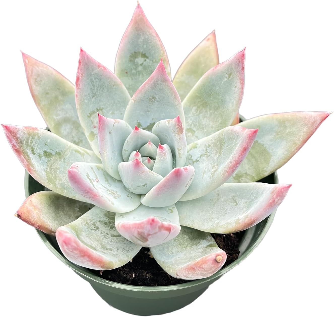 Live Succulents Echeveria Colorata VAR. Brandtii (4-inch), Succulent Plants Fully Rooted in Pots with Soil, Easy-Care House Plant for DIY, Home Office Decor, Wedding Party Favor
