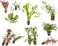 Beginner's 10-Pack Aquarium Live Plants Bundle - Ideal for Freshwater Tanks - Easy Care, Low Maintenance, & Vibrant Greenery for a Thriving Aquatic Habitat - 10 Plant Bundle