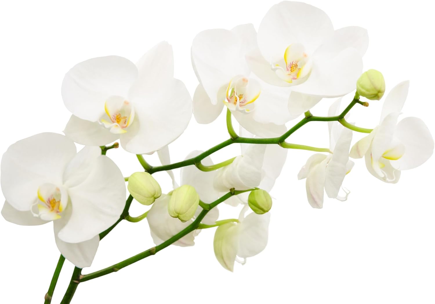 Surprise Moth Orchid Plant - Phalaenopsis - 4" Pot - Easy House Plant