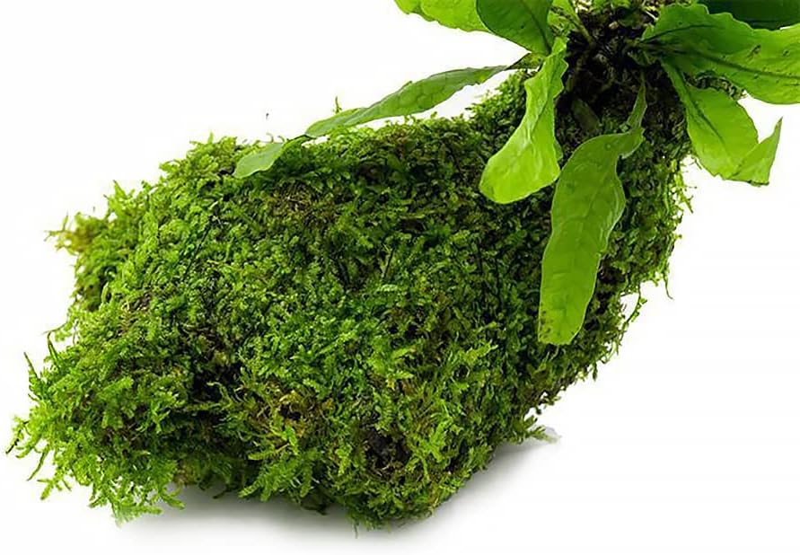 SubstrateSource Live Aquarium Plants on Driftwood, Lava Rock, Moss, Fiber Mat - Freshwater Fish Tanks - Easy, Beginner Friendly (Java Fern with Moss, Driftwood (Medium))