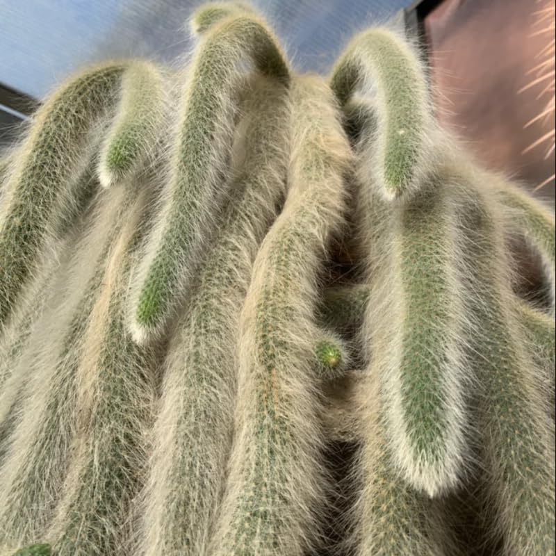 Monkey Tail Cactus Live Plants, Monkey Tail Cactus Live, Monkey Tail Cactus Plants for Planting, Live Monkey Tail Cactus, No Pot, 3.5 to 5 Inches Tall
