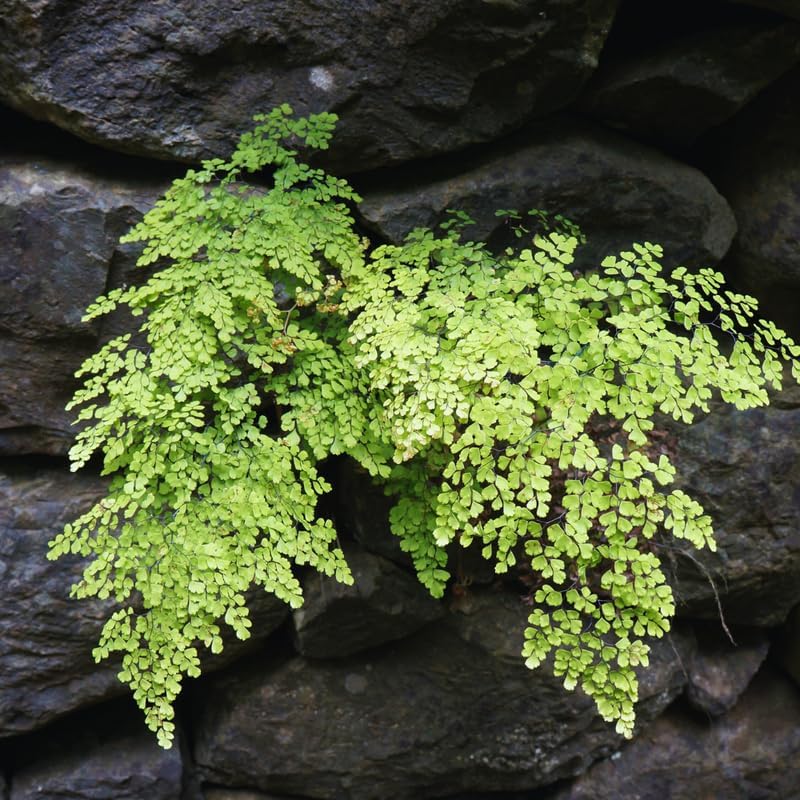 20 Maidenhair Fern Bare Roots Perennial Roots, Fern Live Plants for Gardening