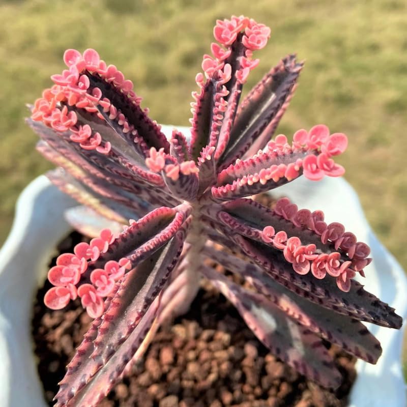 Pink Kalanchoe Plant Live for Planting, Kalanchoe Pink Butterfly Plant Live in 2.5 Inches Pot, Variegated Succulent Live Houseplant Mother of Thousands