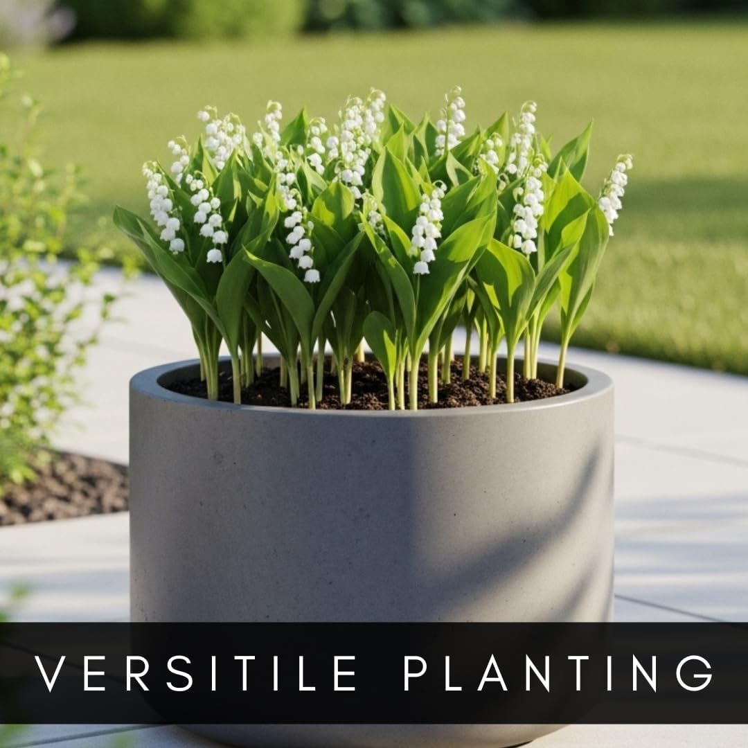 5 Lily of The Valley Bulbs – Stunning White Weeping Flowers, Fresh Leucojum Bulbs to Plant, Ideal for Garden Beds, Containers, or Indoor Pots, Sweet Fragrant Spring Blooms