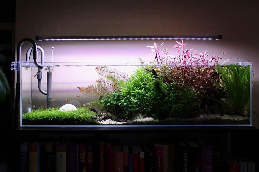 SubstrateSource Live Plant - Dwarf Hairgrass Eleocharis Belem Tissue Culture Aquatic Live Aquarium Plant - 100% Snail Free in Vitro Cup (Dwarf Hairgrass)