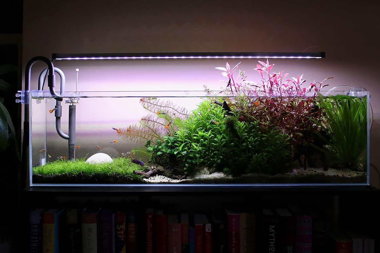SubstrateSource Live Plant - Dwarf Hairgrass Eleocharis Belem Tissue Culture Aquatic Live Aquarium Plant - 100% Snail Free in Vitro Cup (Dwarf Hairgrass)