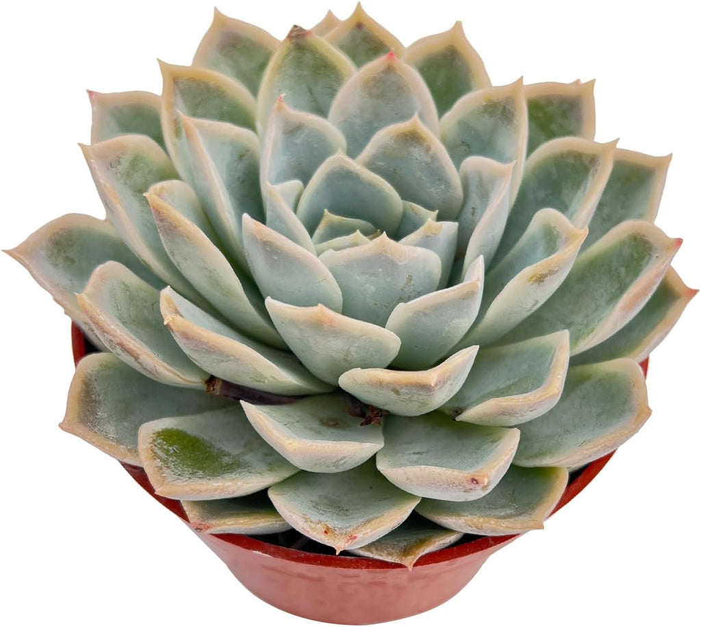 Live Succulent Plants Echeveria 'Joselrin', Easy Care Potted Succulents in 4" Pots, Indoor Houseplant, Unique Gifts, Home Office Décor